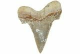 Serrated Sokolovi (Auriculatus) Shark Tooth - Dakhla, Morocco #225224-1